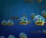Ribosome Display: Applications in Research