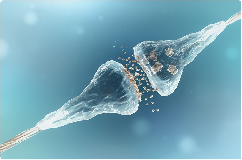 Nerve cell in the brain