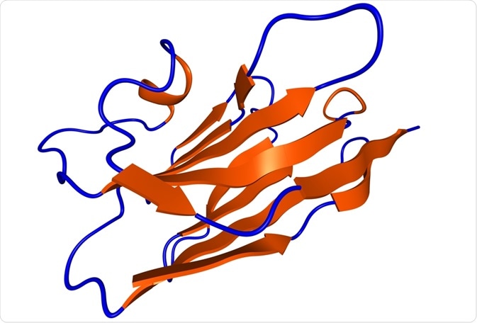 Structure of a camelid antibody
