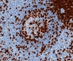 New 3D immunohistochemistry method enhances deep tissue imaging