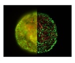 Leica Microsystems' new THUNDER imagers set to transform visualization of 3D samples
