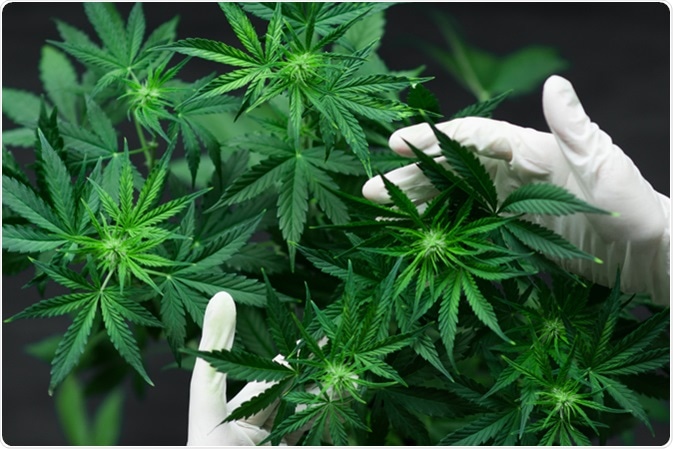 Cannabis plant. Imge Credit: Lifestyle Discover / Shutterstock