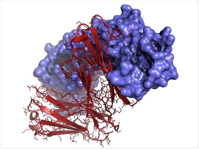 Host cell protein bound to biotherapeutic monoclonal antibody