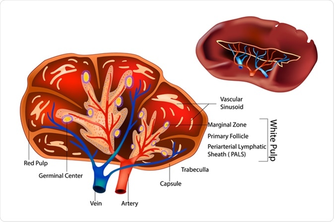Structure of the Spleen. Image Credit: Sakurra / Shutterstock Structure of the Spleen. Image Credit: Sakurra / Shutterstock