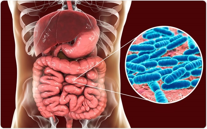 Normal flora of small intestine - Illustration Credit: Kateryna Kon / Shutterstock