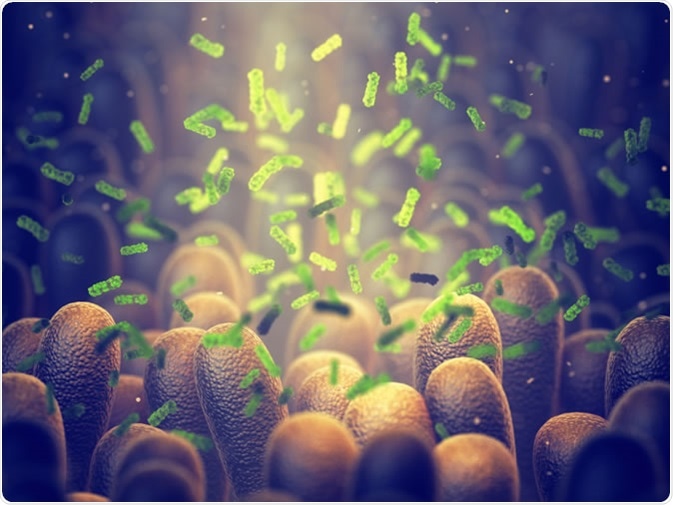 Gut microbiome helps control intestinal digestion and the immune system.  Illustration Credit: nobeastsofierce / Shutterstock