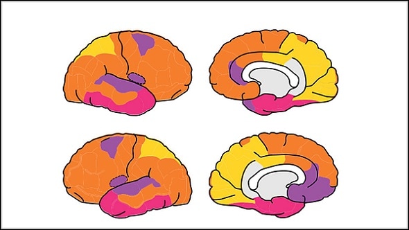 Functional connectome of fetal brain begins to take form in utero