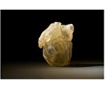 Stratasys to present latest developments in 3D printing at COMPAMED 2019