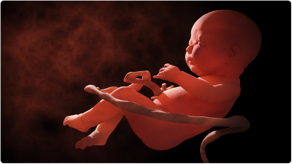 Fetus in womb