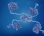 Sensing Oxidative Stress: The ROS-p53 Pathway