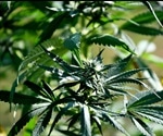Cannabis is not an effective treatment for mental health conditions, conclude experts