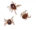 Meat Allergy After a Tick Bite