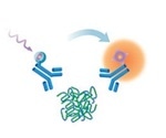 Detection and Quantification of Tau Aggregates in Brain Tissue