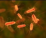 Bacteriophages could treat E. coli without damaging the gut, new study says