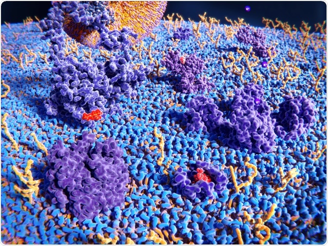 membrane fluidity