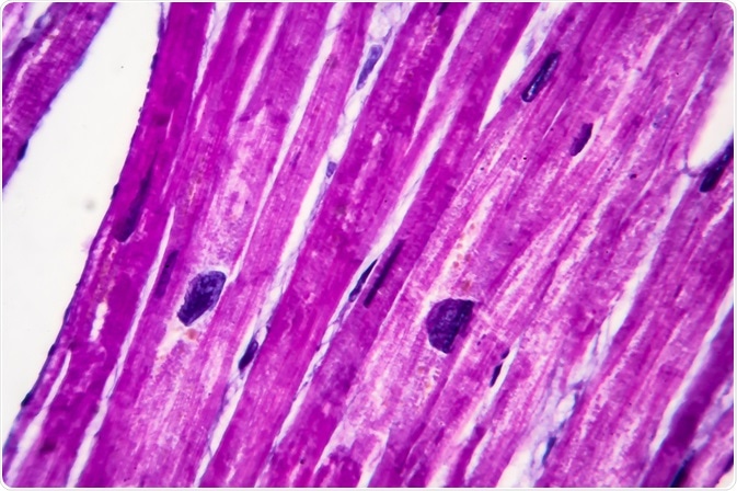 heart cells
