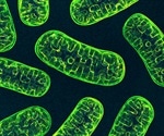 Potential new treatment for mitochondrial diseases discovered from fruit fly genes