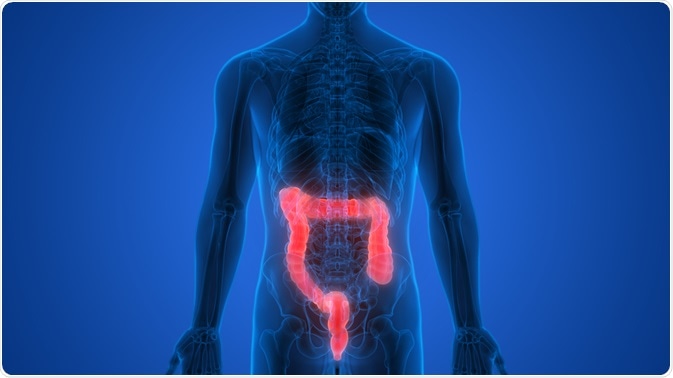 large intestine