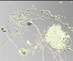 Observing 3D Microscopic Images using Virtual Reality