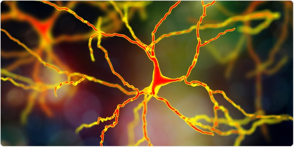 Neurons