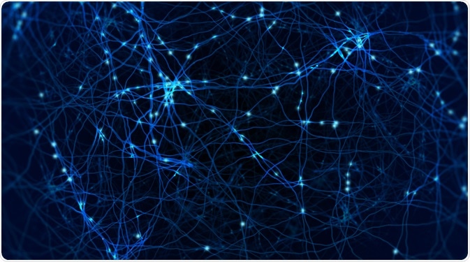 neuronal plasticity