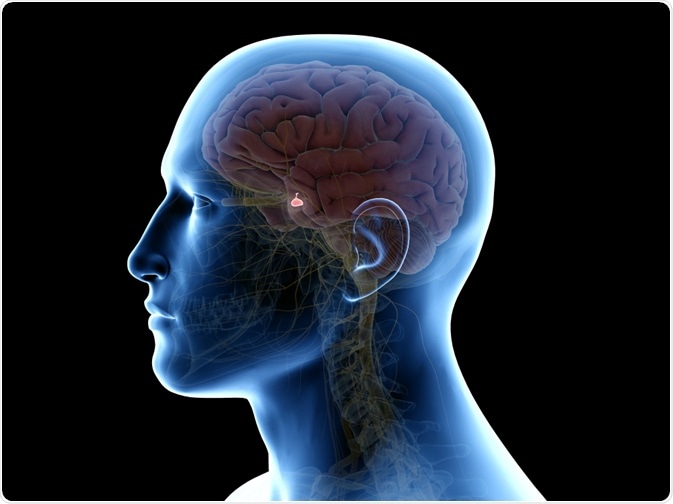 pituitary gland