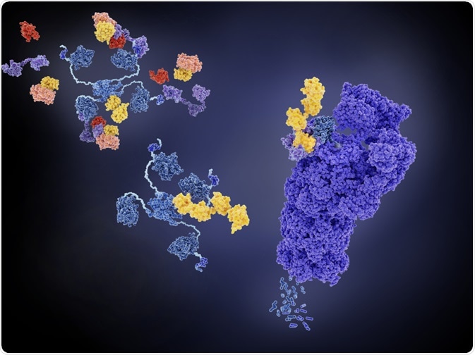 proteolysis