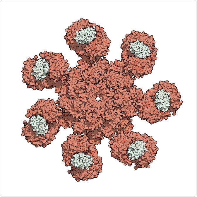 apoptosome caspase
