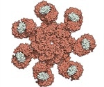 An Overview of Caspase Activity