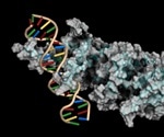 Fruit fly study sheds light on how new genes become functional