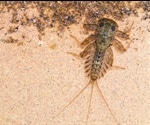 Optical species identification for preservation and species identification