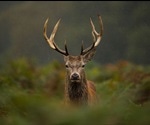 Chronic Wasting Disease may soon spread to humans, warns CDC