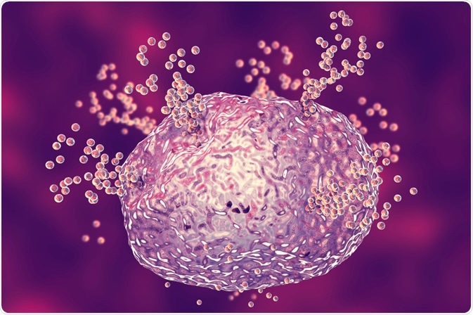 Immune cell