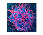 Researchers develop powerful new approach to improve maturation of miniature kidneys
