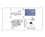 Study shows how animals may remember and locate food sources