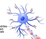 Motor Neuron Disease: Can Dietary Supplements Help?