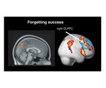Discarding information from the brain linked to more mental effort, finds study