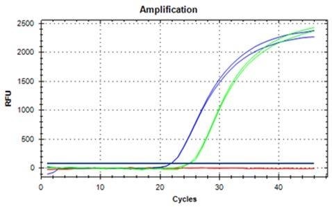 DNA extracted from 100 mg ground hazelnut, amplified and detected with qRT-PCR in duplicates (blue curves undiluted, green curves 1:10 dilution).