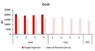 Detection of goat-specific target gene.