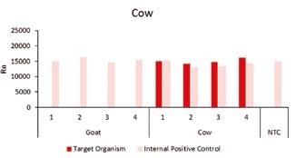 Detection of cow-specific target gene.