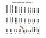Detecting Aneuploidy Using Flow Cytometry