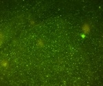 Flow Cytometry: Combinatorial Approaches to Cell Counting