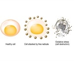 How to Reduce the Oxidation of Therapeutic Proteins