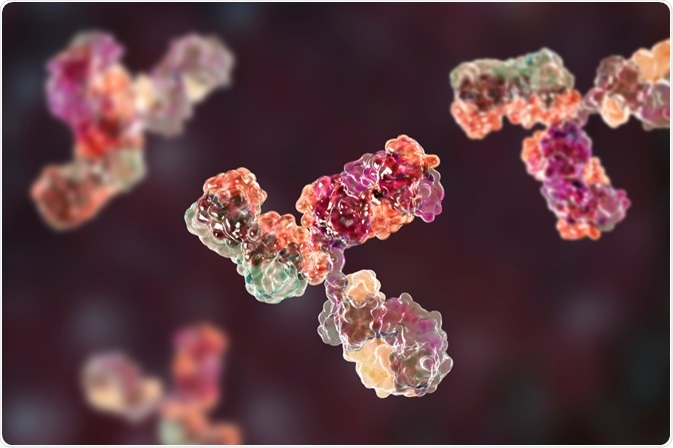 Antibodies are widely used in research