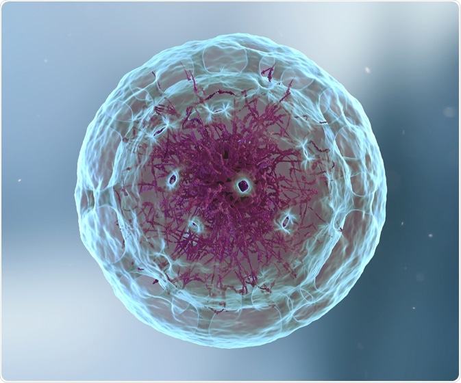 Autophagy process