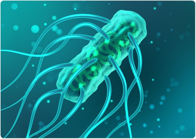 Bacteria
