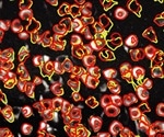 Neural activity can be tracked in real time with breakthrough open-source software