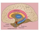 Examining Neurobiology and Drug Targets in Alzheimer’s Disease