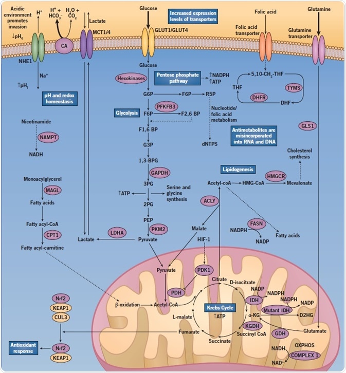 A diagram showing the altered regulation of metabolic pathways when abnormal cancer metabolism in cancer cells occurs.