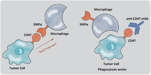 Integrin-Associated Protein CD47 Leukocyte Surface Antigen